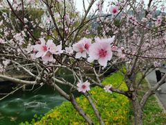 -树山生态村