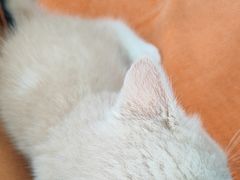 -申普宠物医院·眼科·心内科·影像科(普陀分院)
