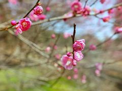 -新建村梅花