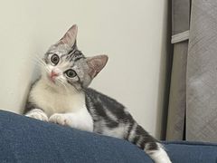 -lincat·猫舍(广州店)