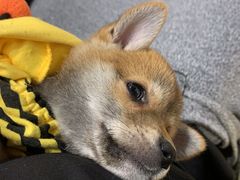-逗柴咖啡屋·狗咖猫咖宠物桌游