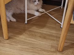 -滚猫咖啡·猫咖·猫友好撸猫(未来城店)