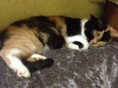 -猫色咖啡·猫咖