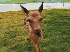 -北京鹿世界主题园