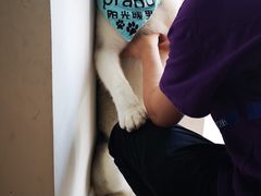 -Husky Go! 哈士奇体验馆·宠物咖啡厅狗咖