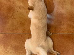 -more than meow吴止猫主题餐厅(承德 中船汇店)