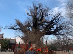 -大槐树寻根祭祖园