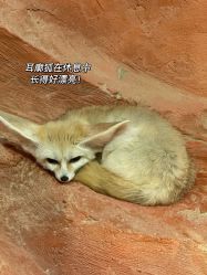 -Zoolung Zoolung动物主题公园(海信广场店)