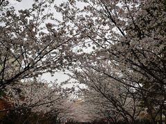 -高东镇樱花园