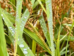 -紫鹊界梯田景区