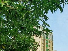 -番禺广场(市桥街道)