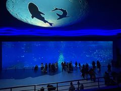 -上海海昌海洋公园
