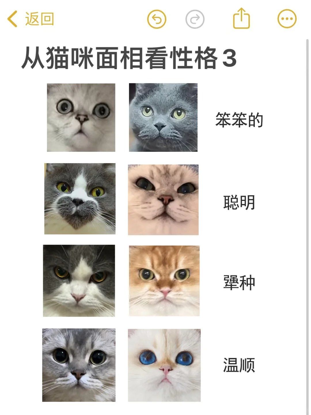 从猫咪面相看性格3