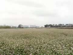 -光明小镇欢乐田园