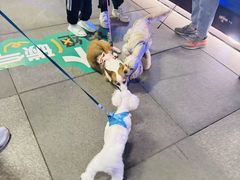 -瑞虹新天地月亮湾