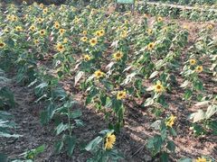 -武汉紫薇都市田园