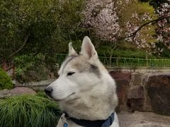 -嘉定紫藤园