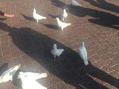 -东部华侨城