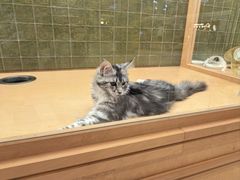 -帕帕拉兹宠物(亚洲旗舰店)