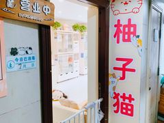 -柚子猫舍·精品猫舍购猫·猫咪认养·购宠·宠物店
