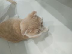 -糯米喵星人·撸猫猫舍咖啡馆(西市场嘉华店)