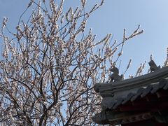 -桃花堤公园