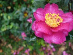 iphone_upload_pic-西湖茶墅