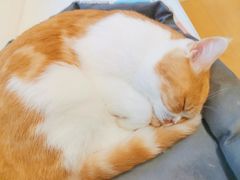 -Let's go狗咖·猫咖·奶狗·桌游(春熙路IFS店)