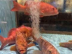 -阿伟海鲜楼·福建菜(延寿店)