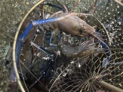 -桃源乐钓虾馆(松岗概念店)