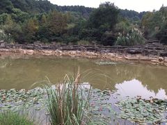 -铁山坪森林公园