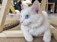 -Heymao猫咖.咖啡厅(东门店)