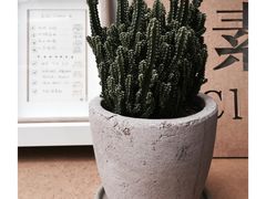-素咫咖啡CLIFEROSE