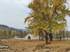 -千年银杏谷文化旅游区