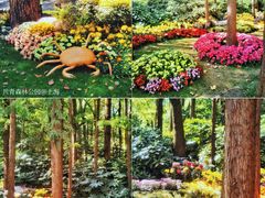 -上海共青森林公园