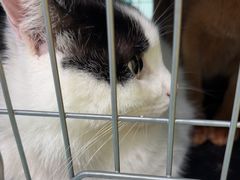 -北京观赏动物医院·24小时大型综合·猫专科·异宠专科