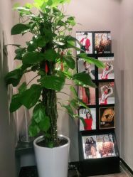 -史云逊养发护发