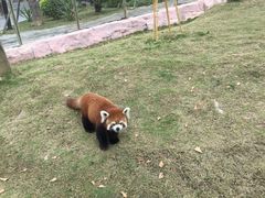 -灵玲国际马戏城