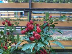 -中国天府农业博览园