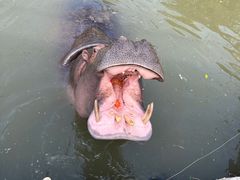 -上海野生动物园