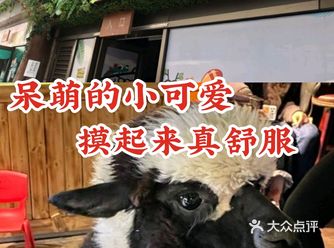 呆萌的小可爱 摸起来真舒服
