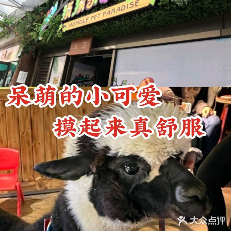 呆萌的小可爱 摸起来真舒服