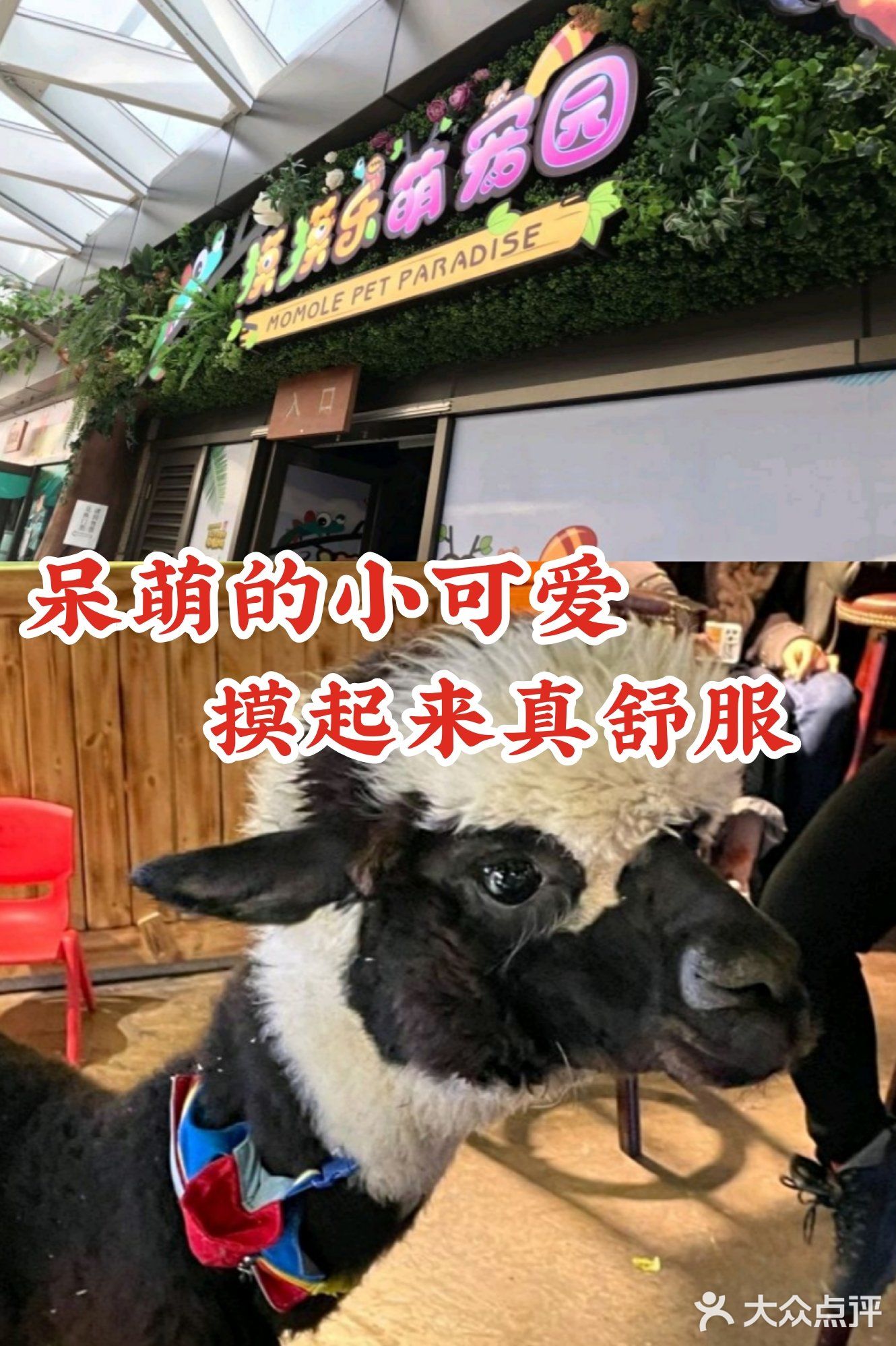 呆萌的小可爱 摸起来真舒服