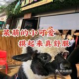 呆萌的小可爱 摸起来真舒服