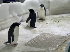 -海合安武汉极地海洋公园