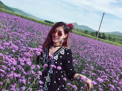 -北京东方普罗旺斯薰衣草庄园