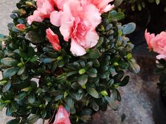 -双季花艺园艺市场(浦东店)