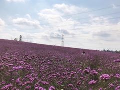 -紫颐香薰山谷景区