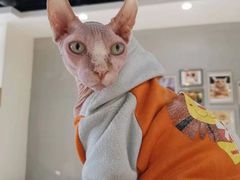 -藏猫猫咖啡主题馆(中央大道店)