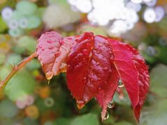 -杭州半山国家森林公园